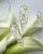 Flower gel